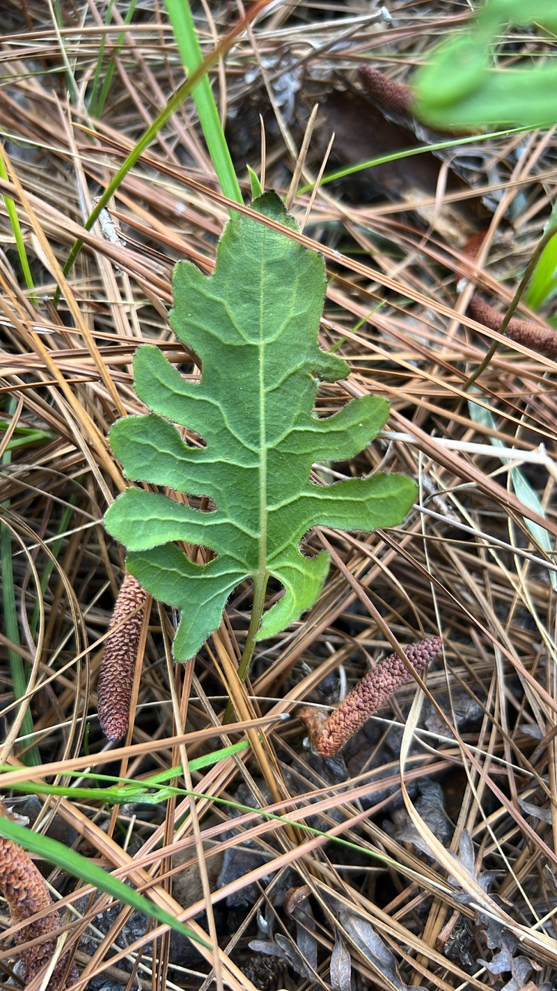 Silphium compositum var. compositum