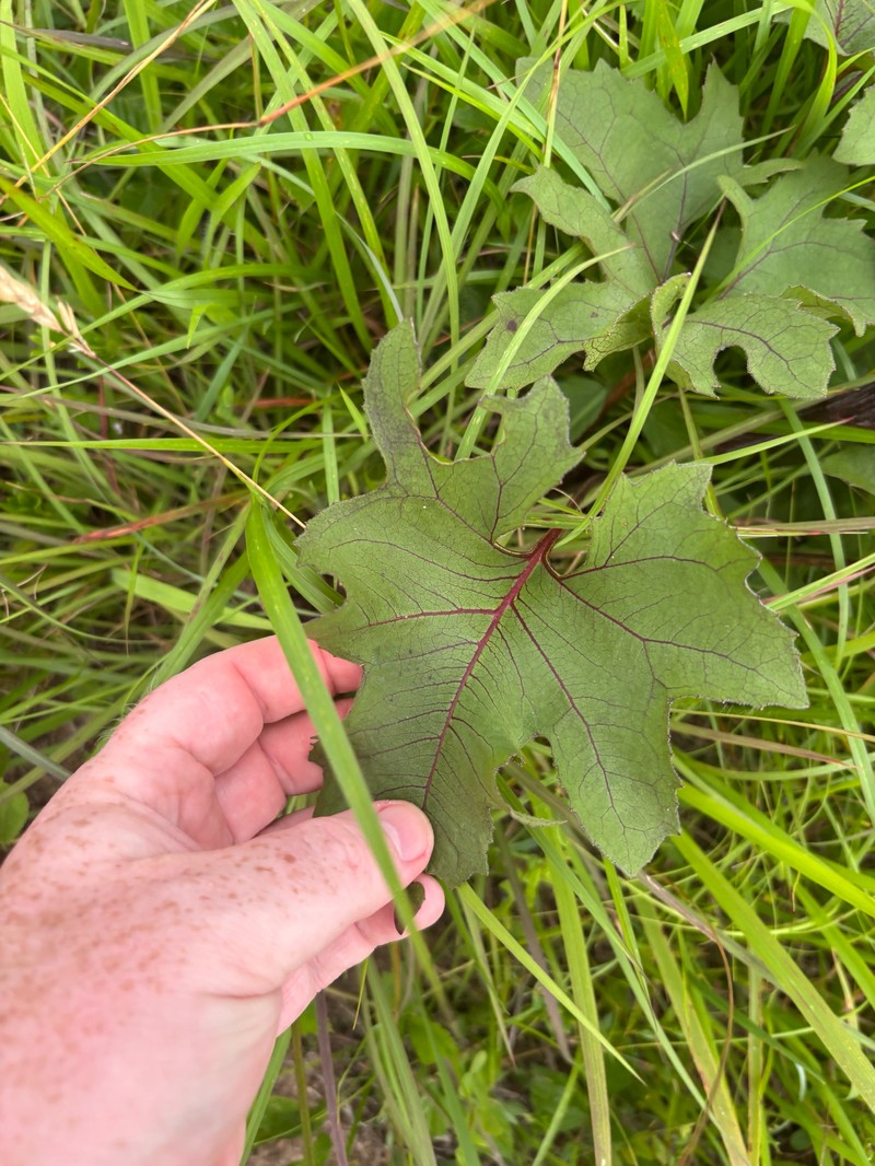 Silphium compositum var. compositum photo 2