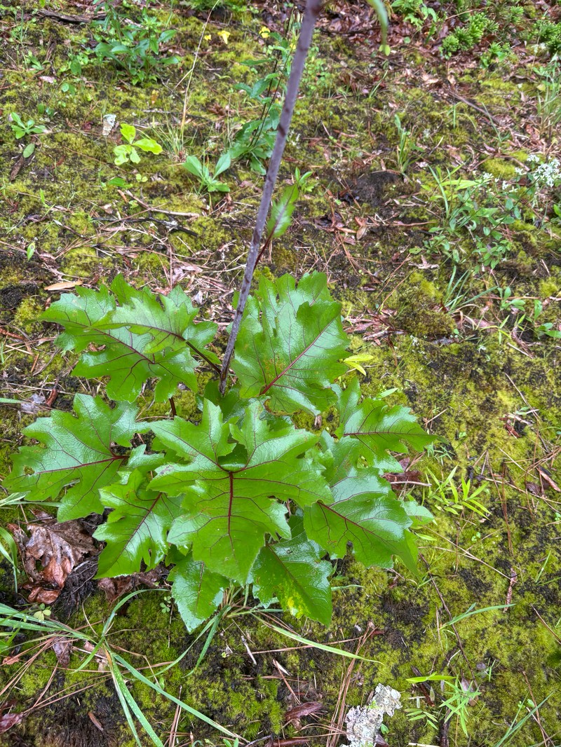 Silphium compositum var. compositum photo 3