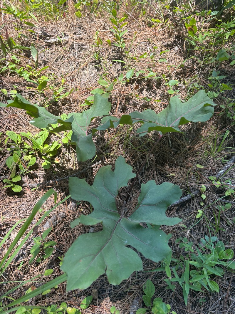 Silphium compositum var. compositum photo 4