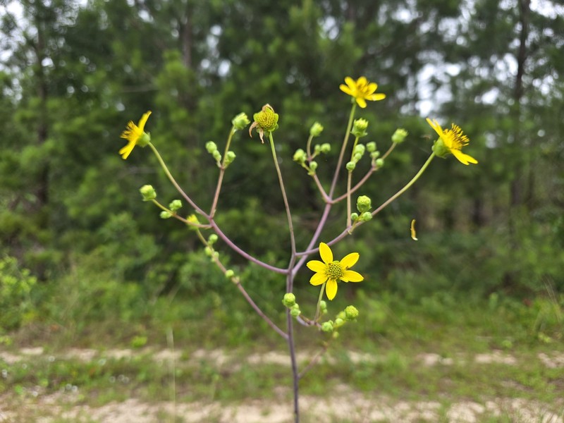 Silphium compositum var. compositum photo 5