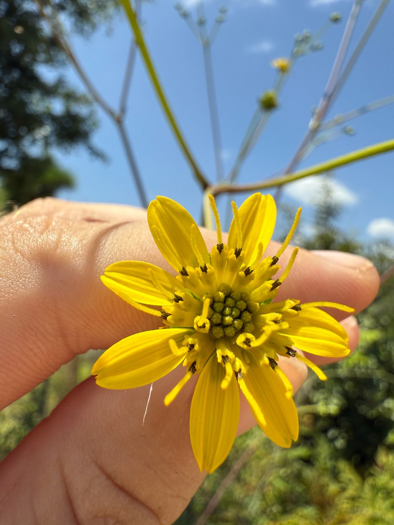 Silphium compositum var. compositum photo 6