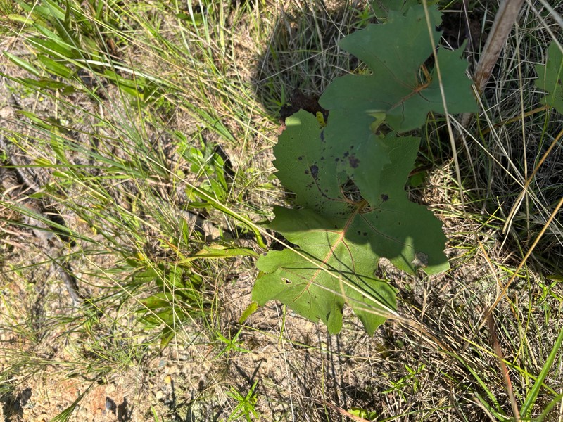 Silphium compositum var. compositum photo 7