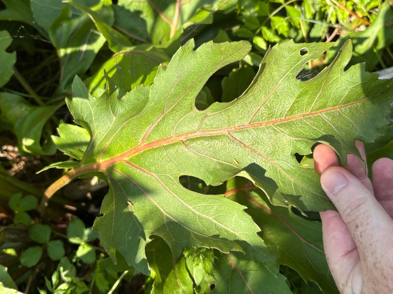 Silphium compositum var. compositum photo 8