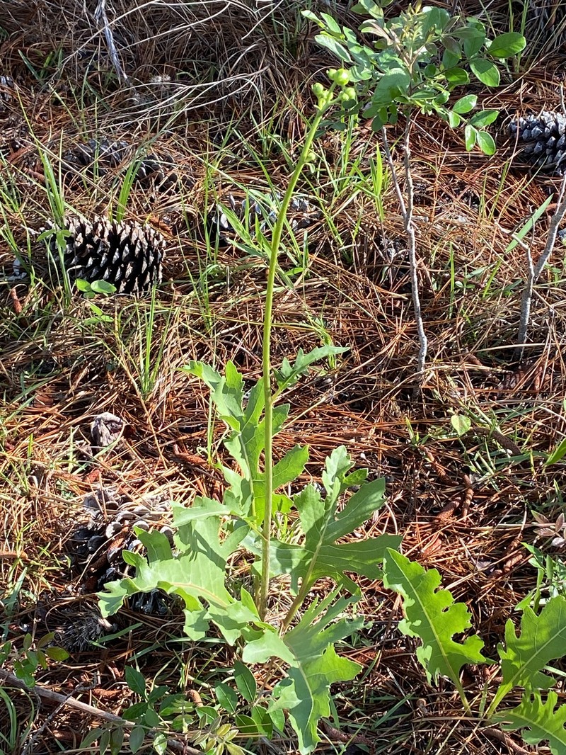 Silphium compositum var. ovatifolium