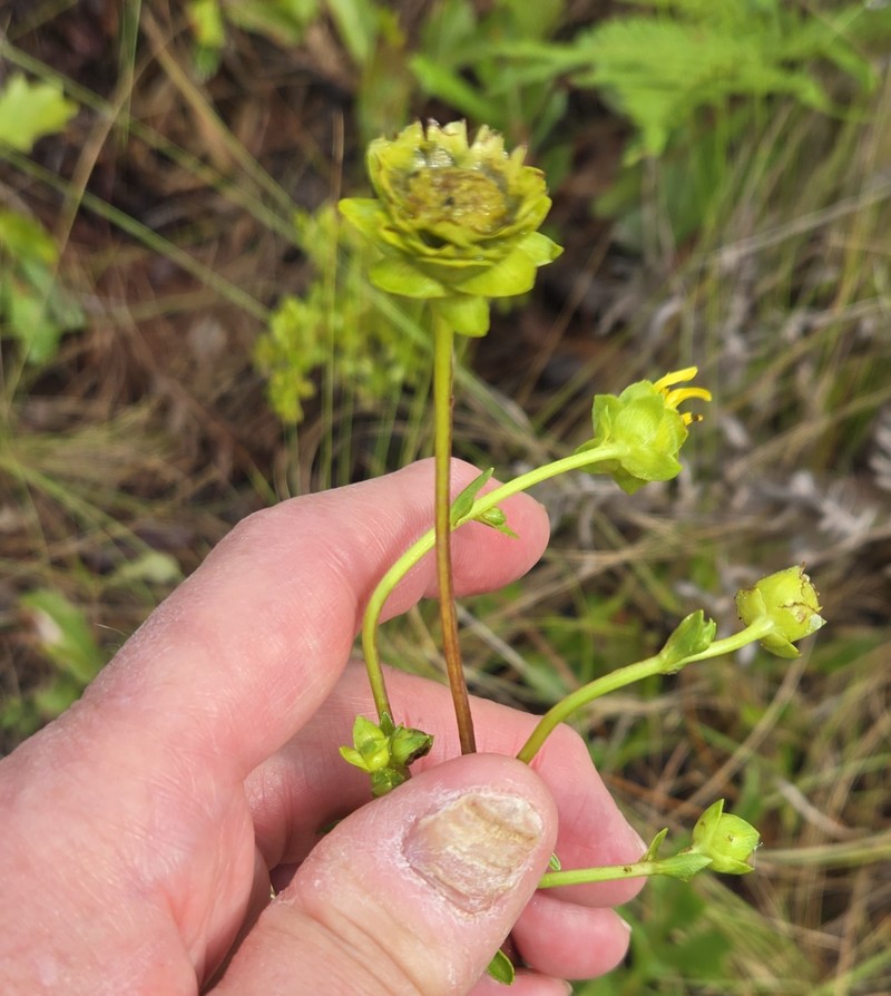 Silphium compositum var. ovatifolium photo 2