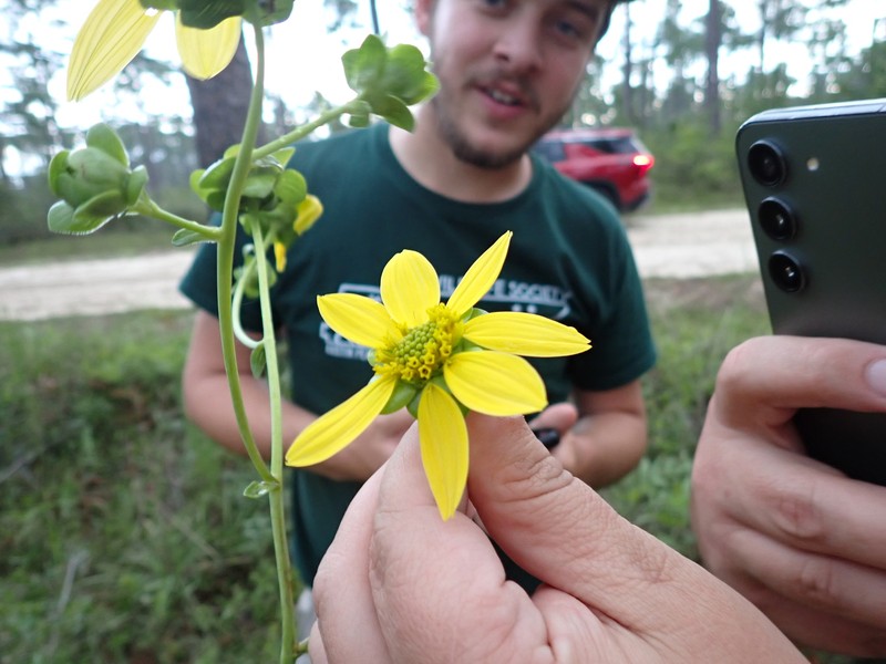 Silphium compositum var. ovatifolium photo 3