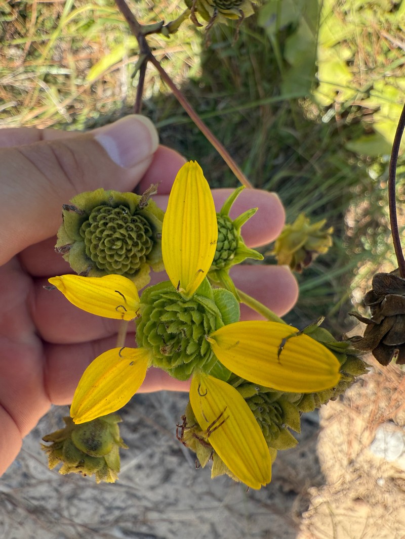 Silphium compositum var. ovatifolium photo 4