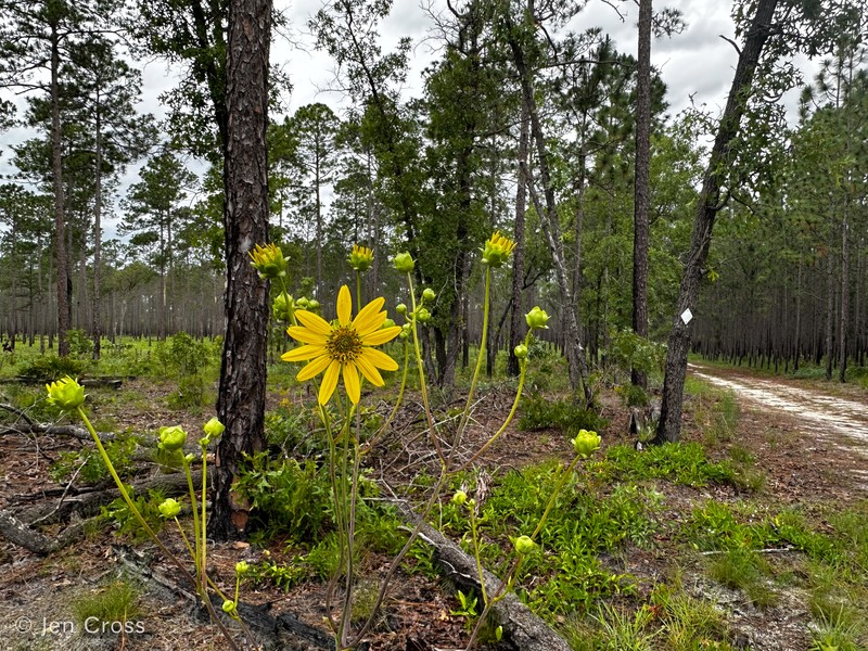 Silphium compositum var. ovatifolium photo 6