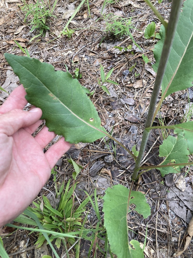 Silphium compositum var. ovatifolium photo 7