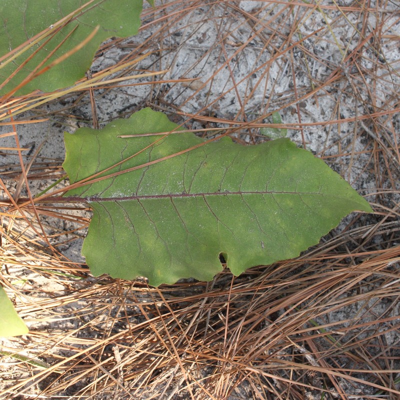 Silphium compositum var. ovatifolium photo 8