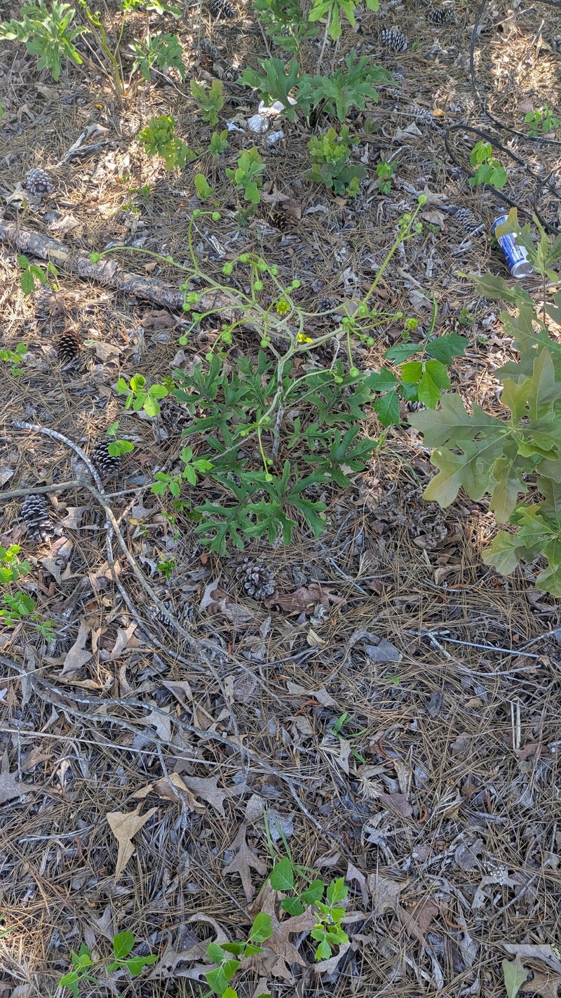 Silphium compositum var. venosum