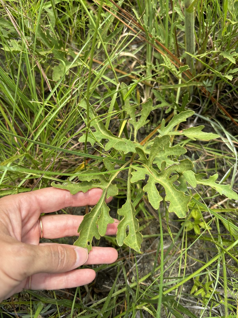 Silphium compositum var. venosum photo 2