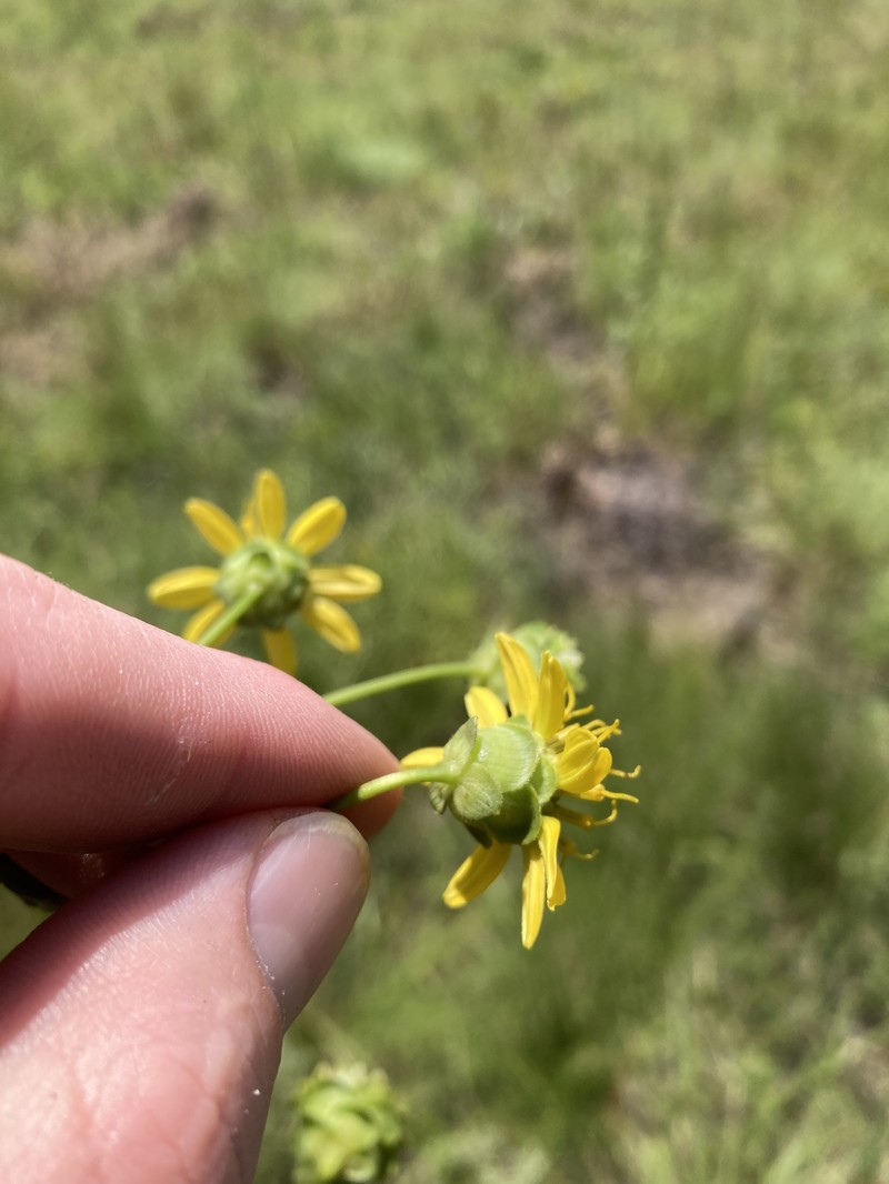 Silphium compositum var. venosum photo 3