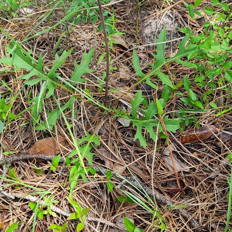 Silphium compositum var. venosum photo 4
