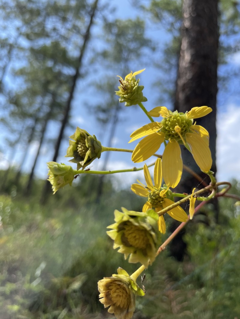 Silphium compositum var. venosum photo 5