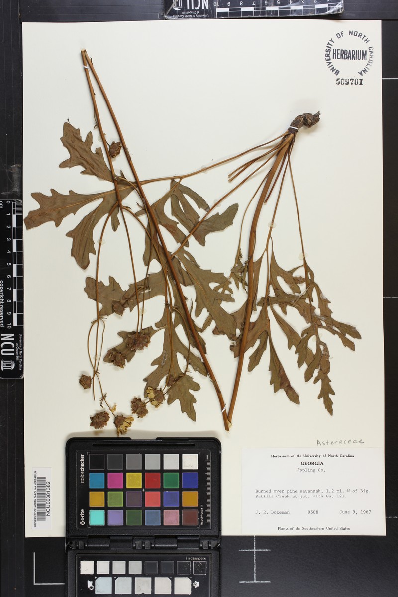 Silphium compositum var. venosum photo 6