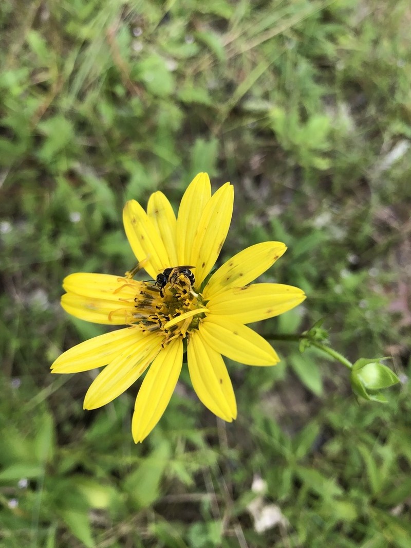 Silphium confertifolium photo 2