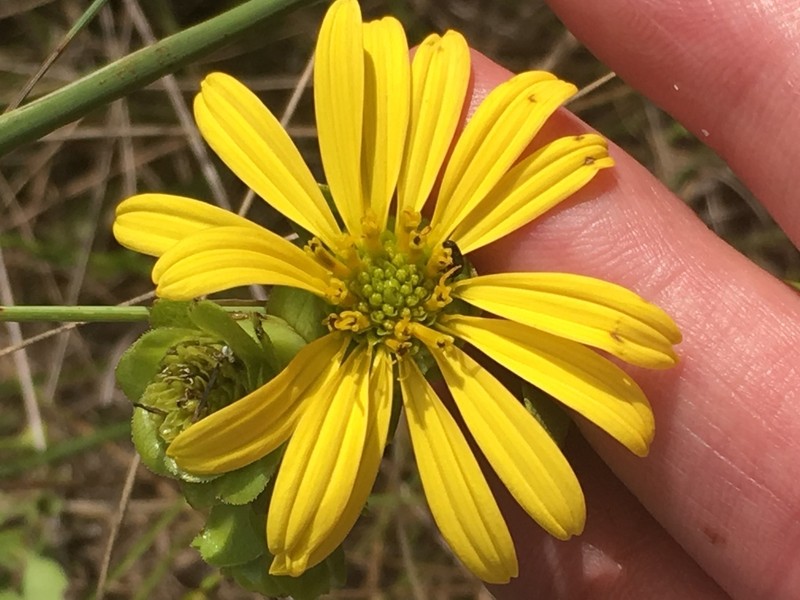 Silphium confertifolium photo 3
