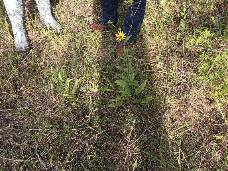 Silphium confertifolium photo 4