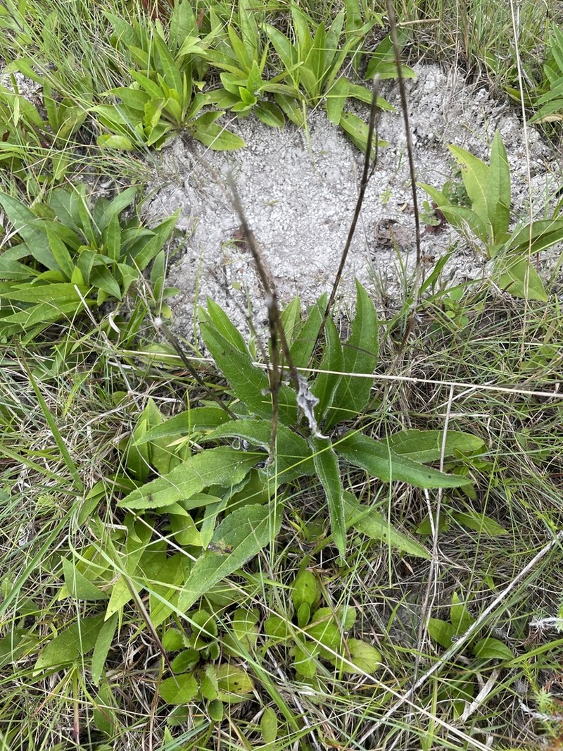 Silphium confertifolium photo 5