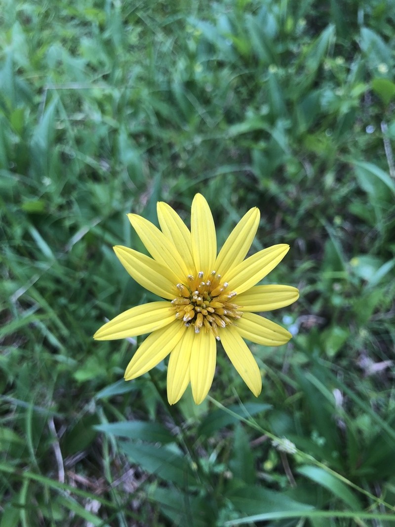 Silphium confertifolium photo 6