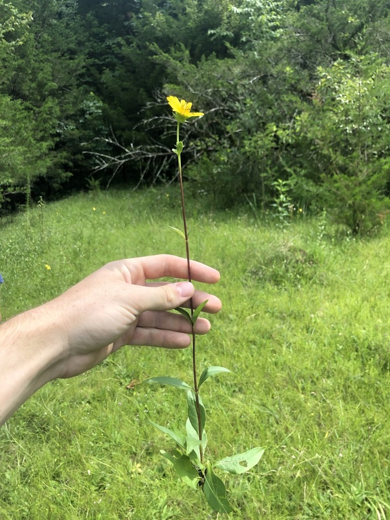 Silphium confertifolium photo 7