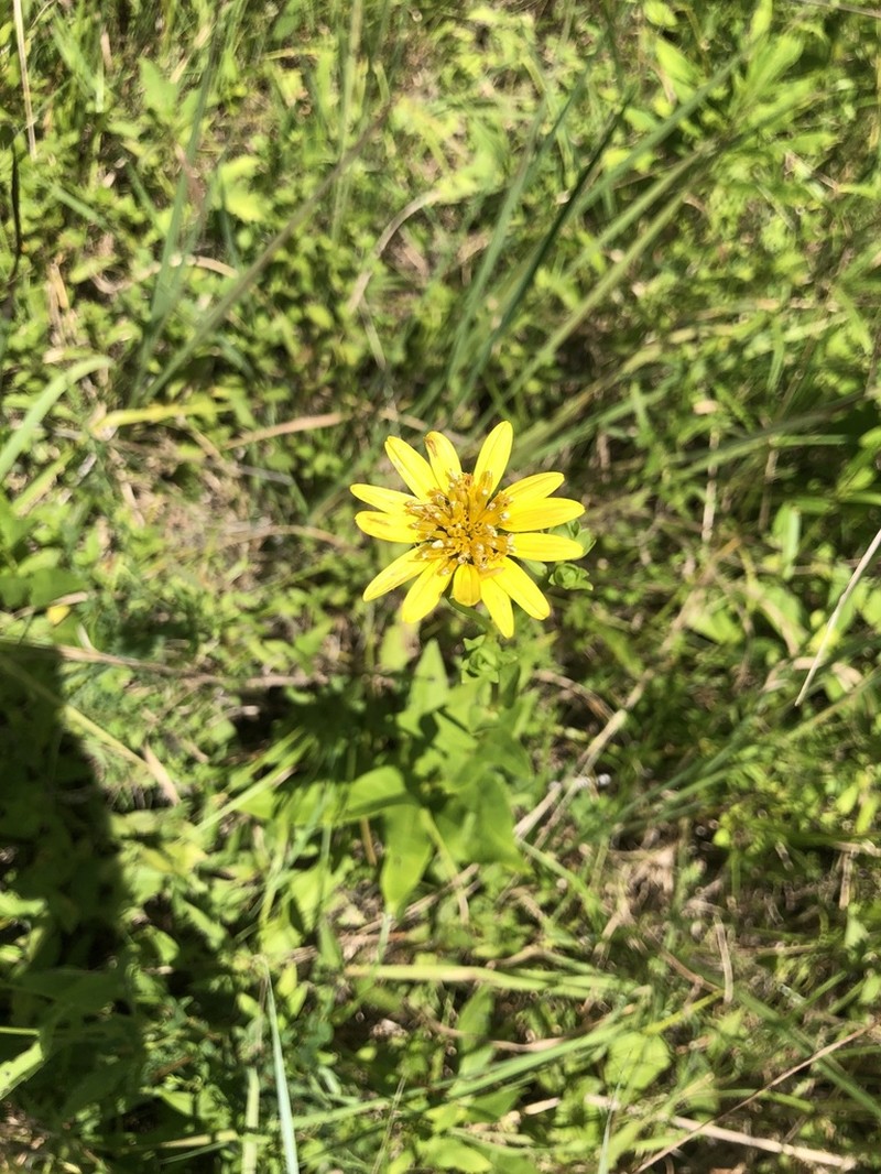 Silphium confertifolium photo 8