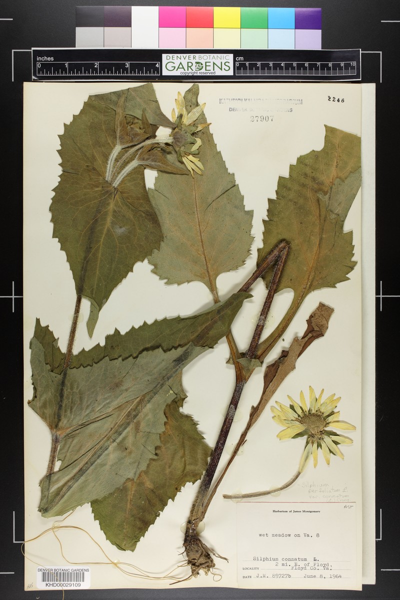 Silphium connatum