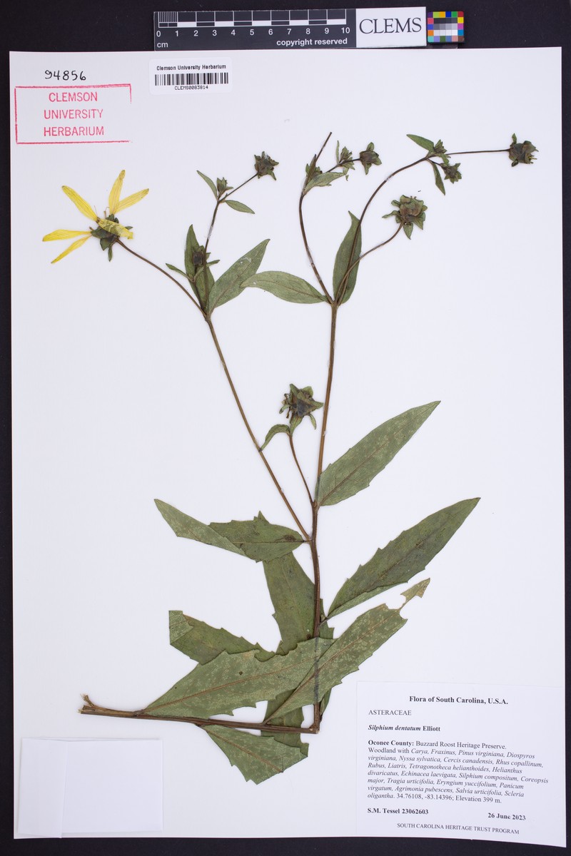 Silphium dentatum