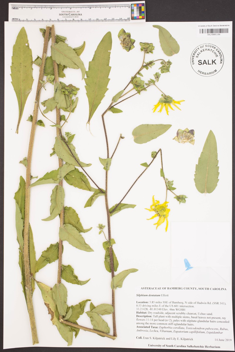 Silphium dentatum photo 2