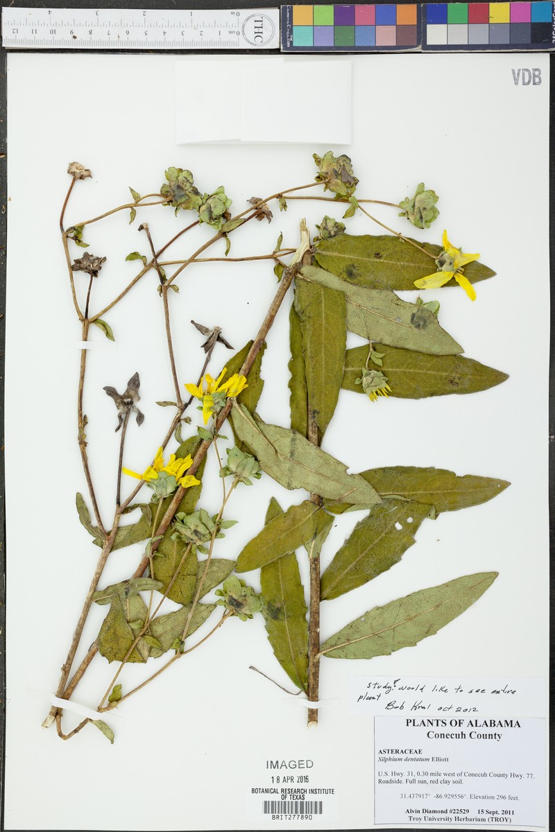 Silphium dentatum photo 3