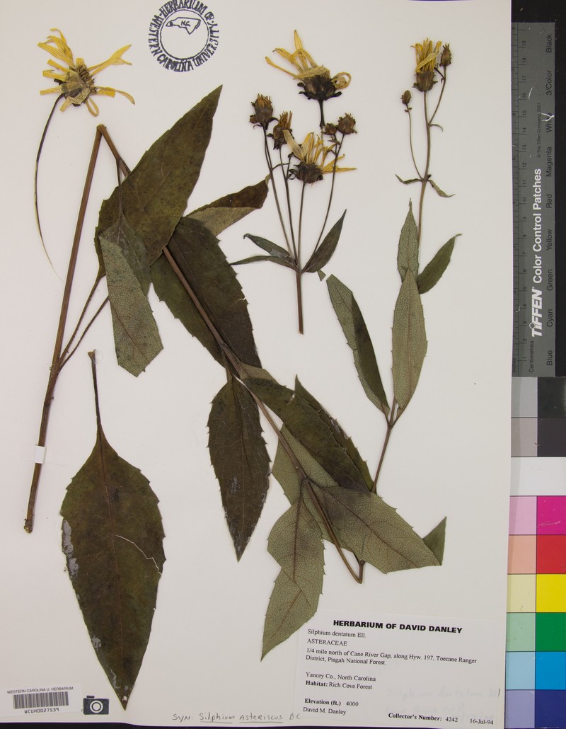 Silphium dentatum photo 4