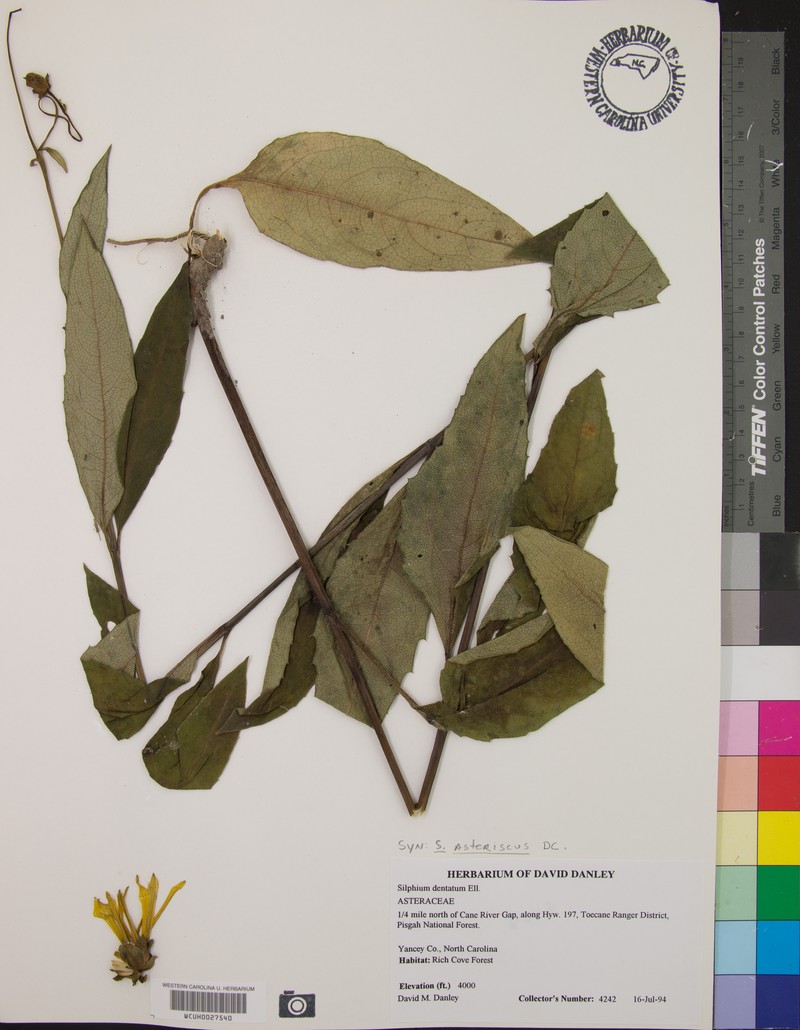 Silphium dentatum photo 5