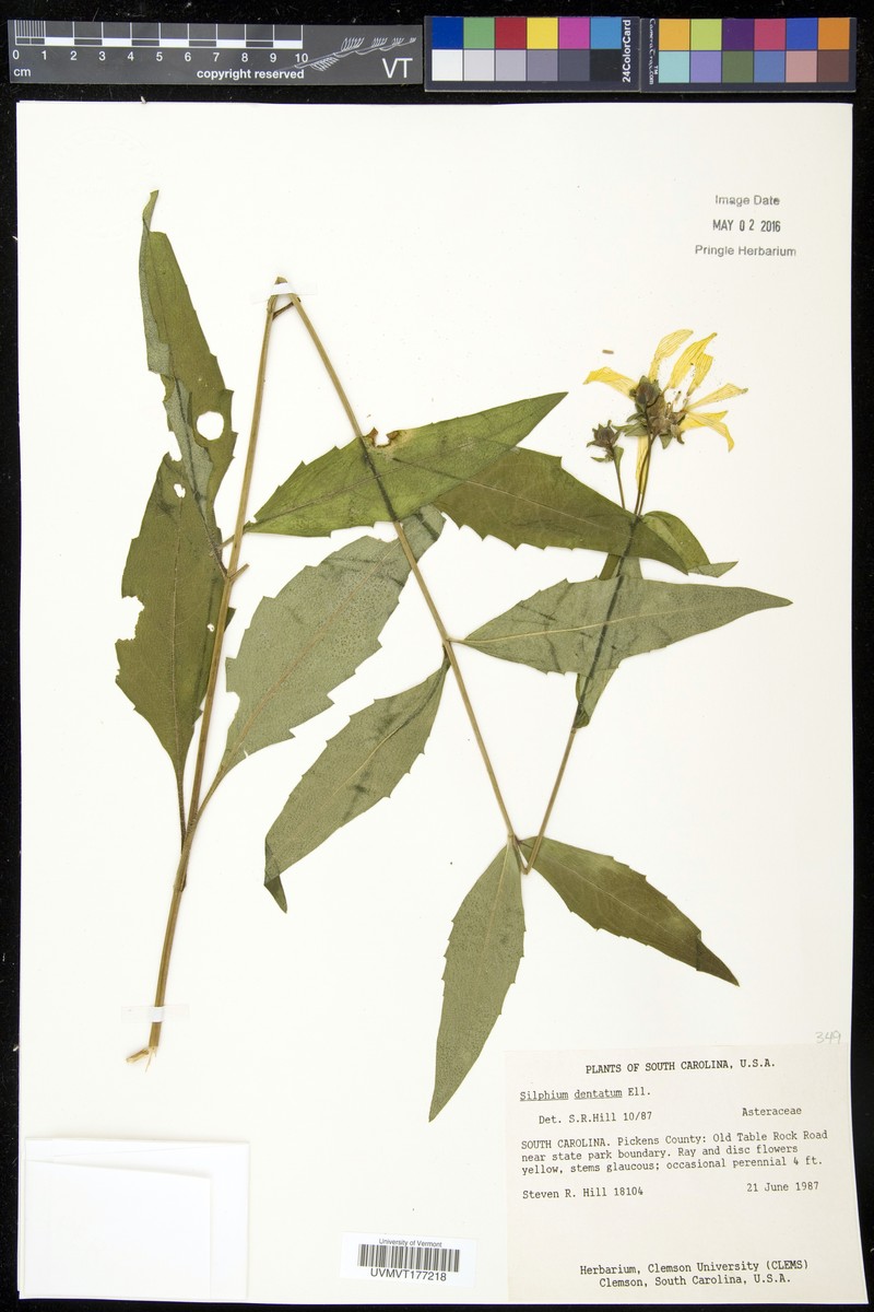 Silphium dentatum photo 6