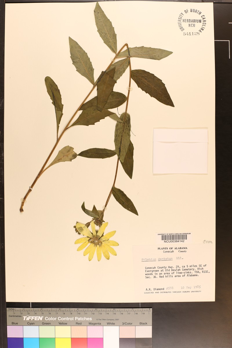 Silphium dentatum photo 7