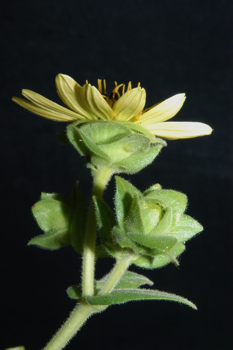 Sticky Rosinweed