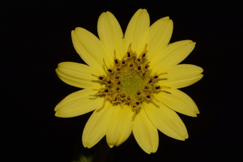 Sticky Rosinweed photo 2