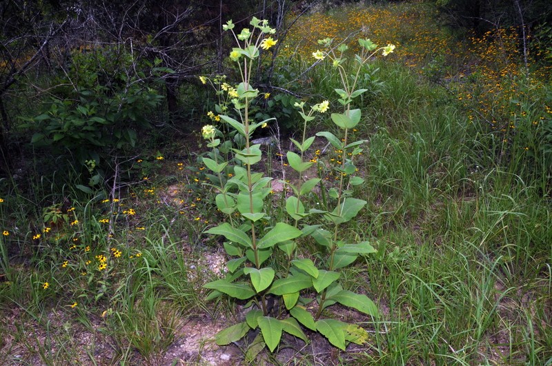 Sticky Rosinweed photo 3