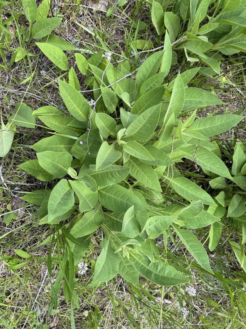 Sticky Rosinweed photo 4