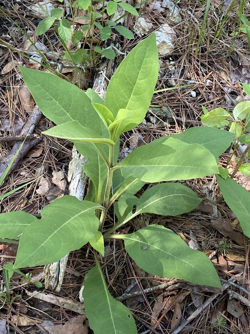 Sticky Rosinweed photo 5