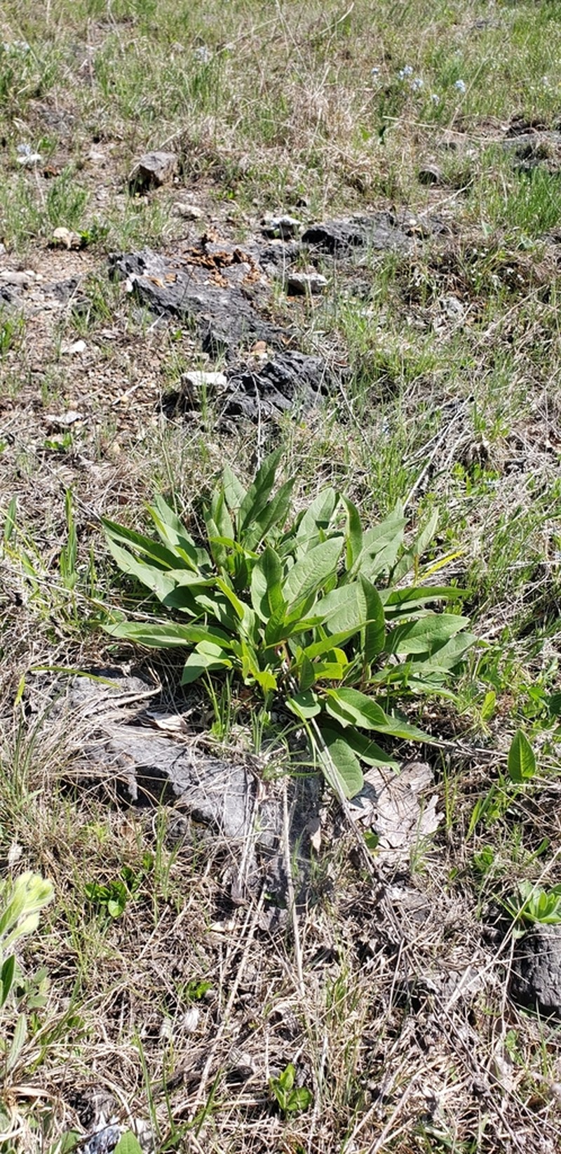 Sticky Rosinweed photo 6