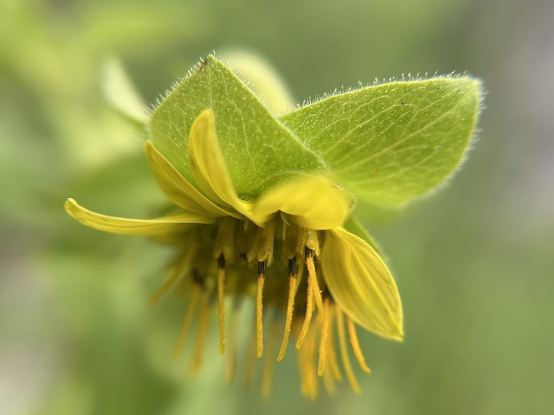 Sticky Rosinweed photo 7