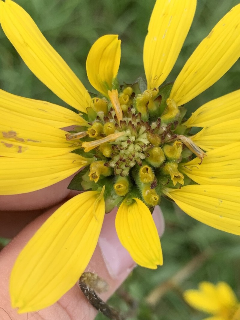 Slender Rosinweed