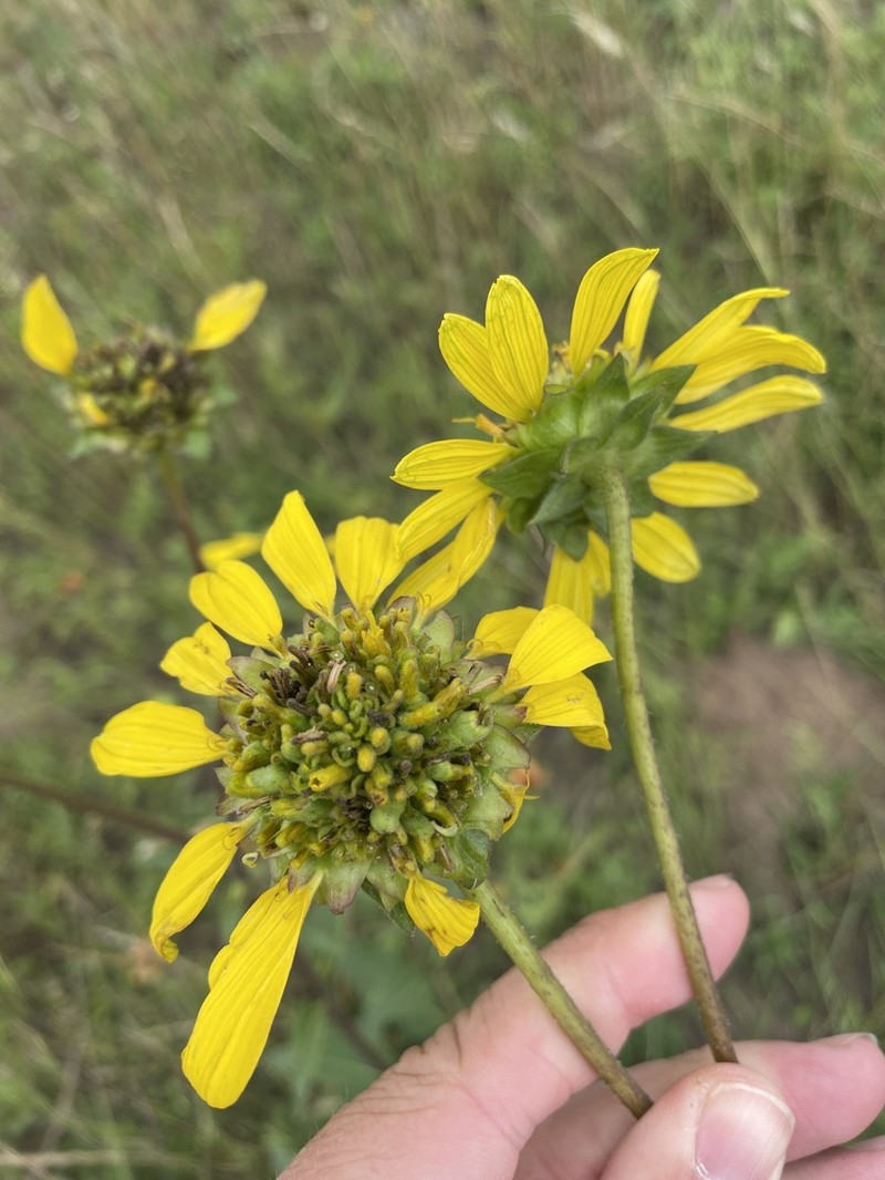 Slender Rosinweed photo 2