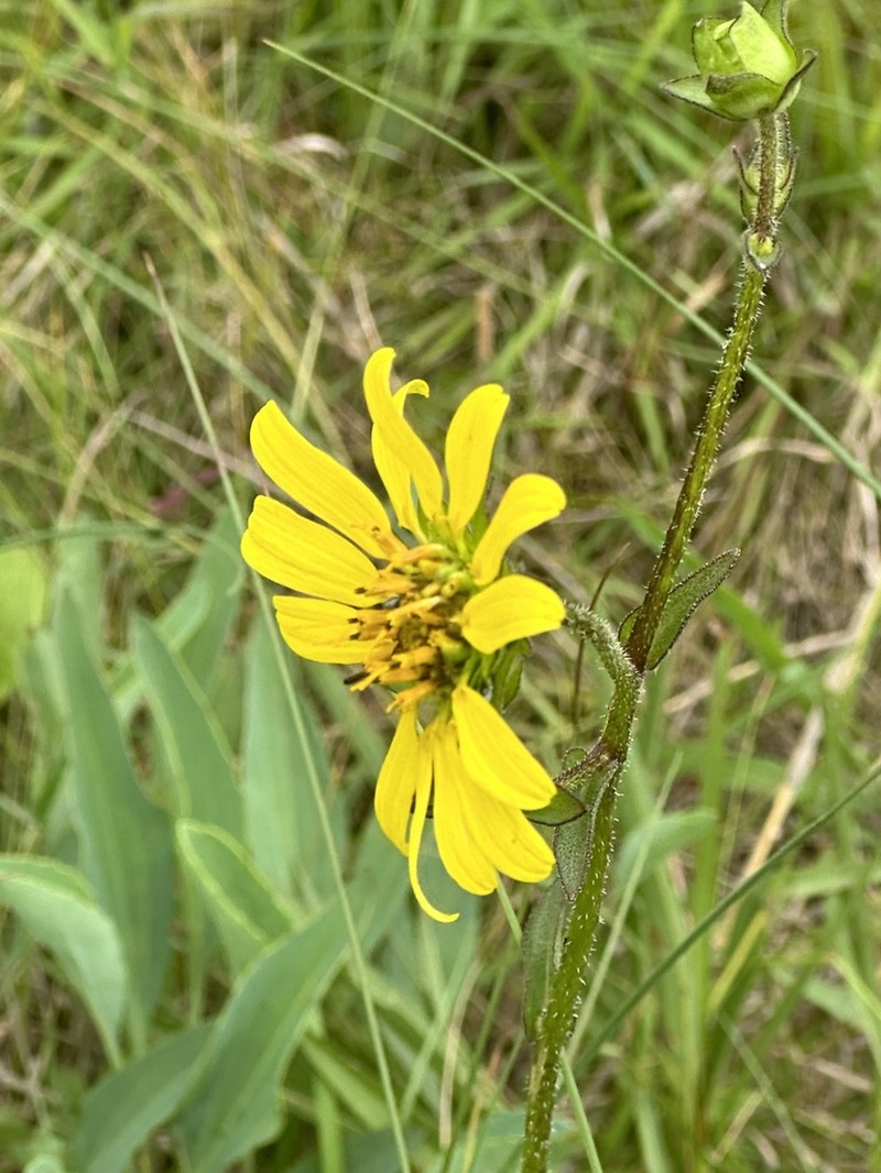 Slender Rosinweed photo 3