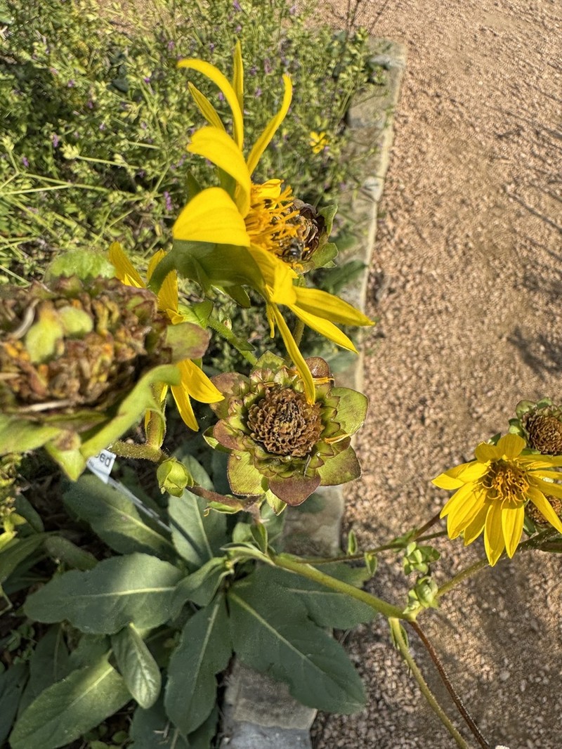 Slender Rosinweed photo 4