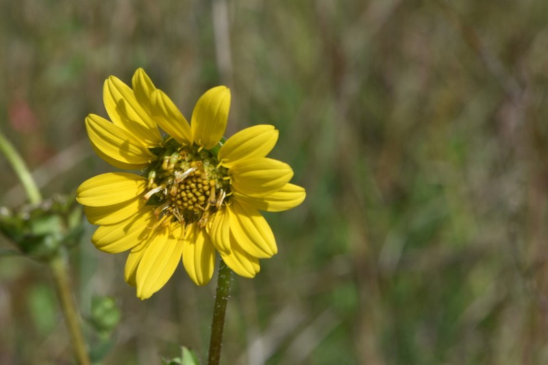 Slender Rosinweed photo 5