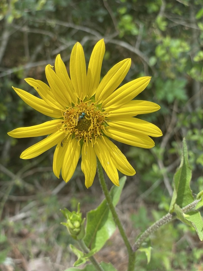 Slender Rosinweed photo 6