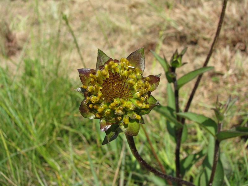 Slender Rosinweed photo 7